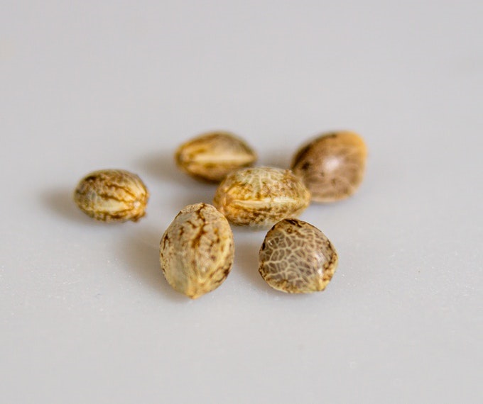 Come funzionano i semi autofiorenti?