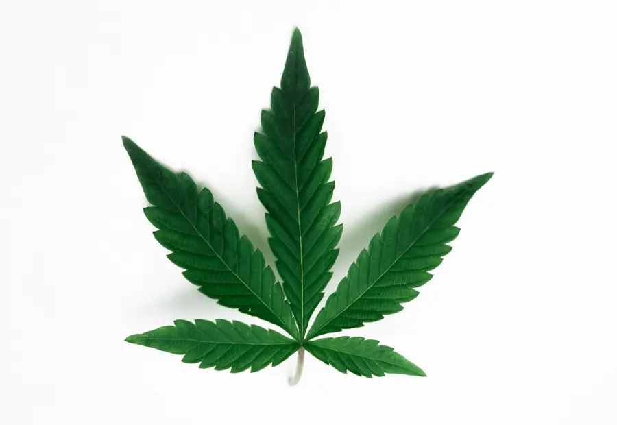 Canapa italiana: proprietà e benefici per la salute