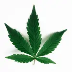 Canapa italiana: proprietà e benefici per la salute