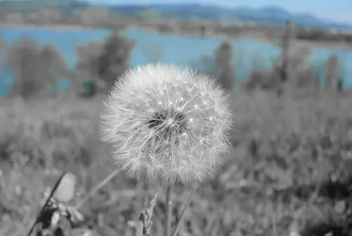 Allergie stagionali, tutto ciò che devi sapere
