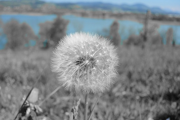 Allergie stagionali, tutto ciò che devi sapere
