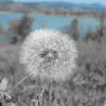 Allergie stagionali, tutto ciò che devi sapere