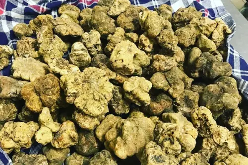 Come conservare il tartufo: metodi e accortezze