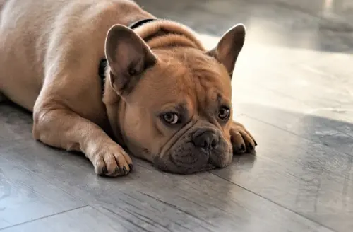 Dermatiti e allergie nei cani e gatti: cause e possibili cure