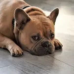 Dermatiti e allergie nei cani e gatti: cause e possibili cure