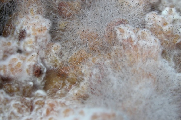 Come eliminare la muffa dalle pareti di casa: conoscere il nemico per sapere come abbatterlo