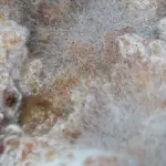 Come eliminare la muffa dalle pareti di casa: conoscere il nemico per sapere come abbatterlo