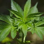 Effetti della cannabis light e differenze con quella 