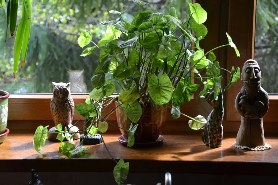 Come proteggere le proprie piante dal freddo dell'inverno