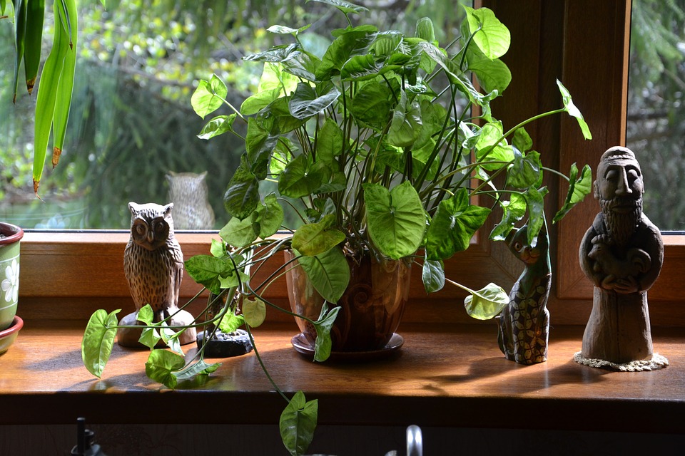 Come proteggere le proprie piante dal freddo dell'inverno