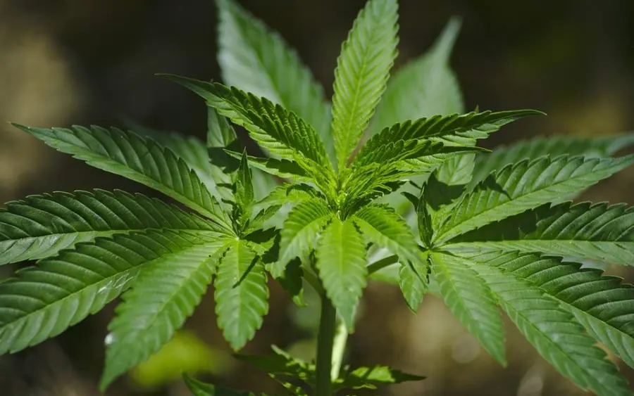 Effetti della cannabis light e differenze con quella "normale"