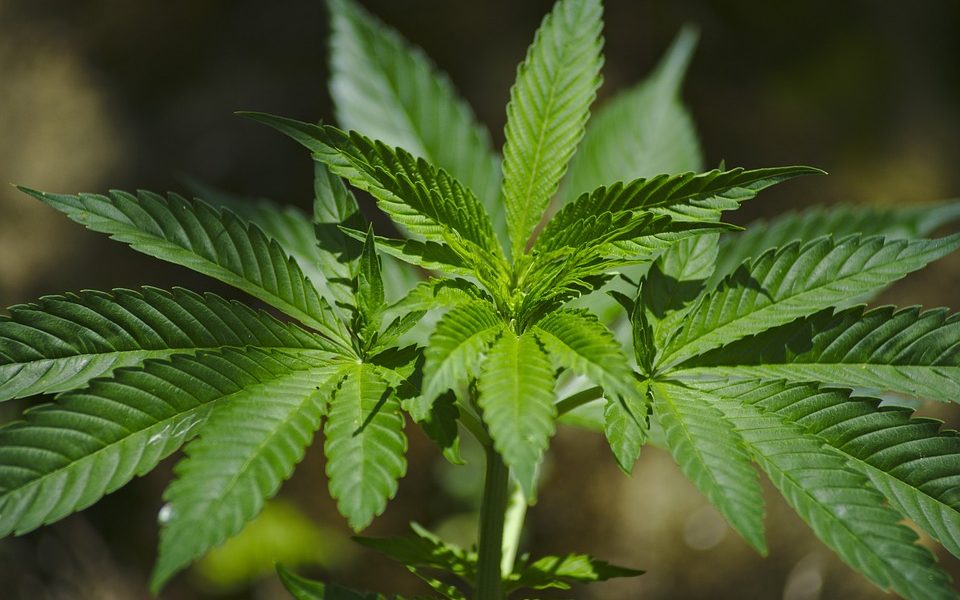 Effetti della cannabis light e differenze con quella "normale"