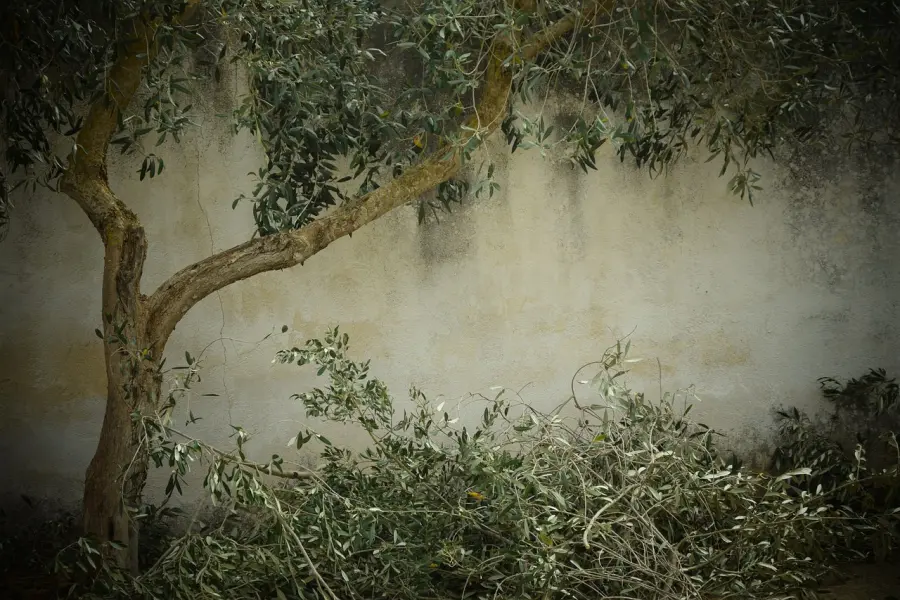 Abbacchiatore Pellenc Power: Caratteristiche, Vantaggi e Consigli d'Uso