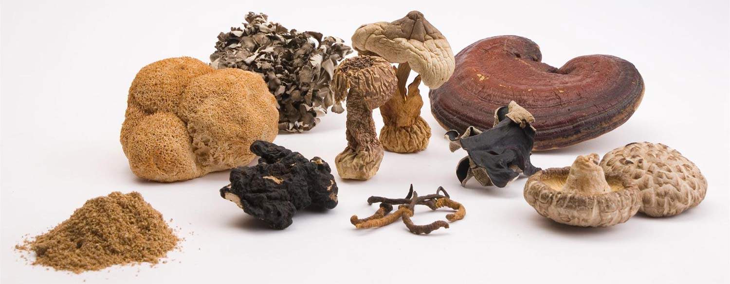 Micoterapia e amici a quattro zampe: curarli con i funghi si può