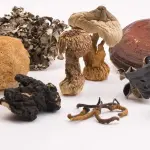 Micoterapia e amici a quattro zampe: curarli con i funghi si può