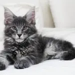 Come avere una casa a misura di gatto