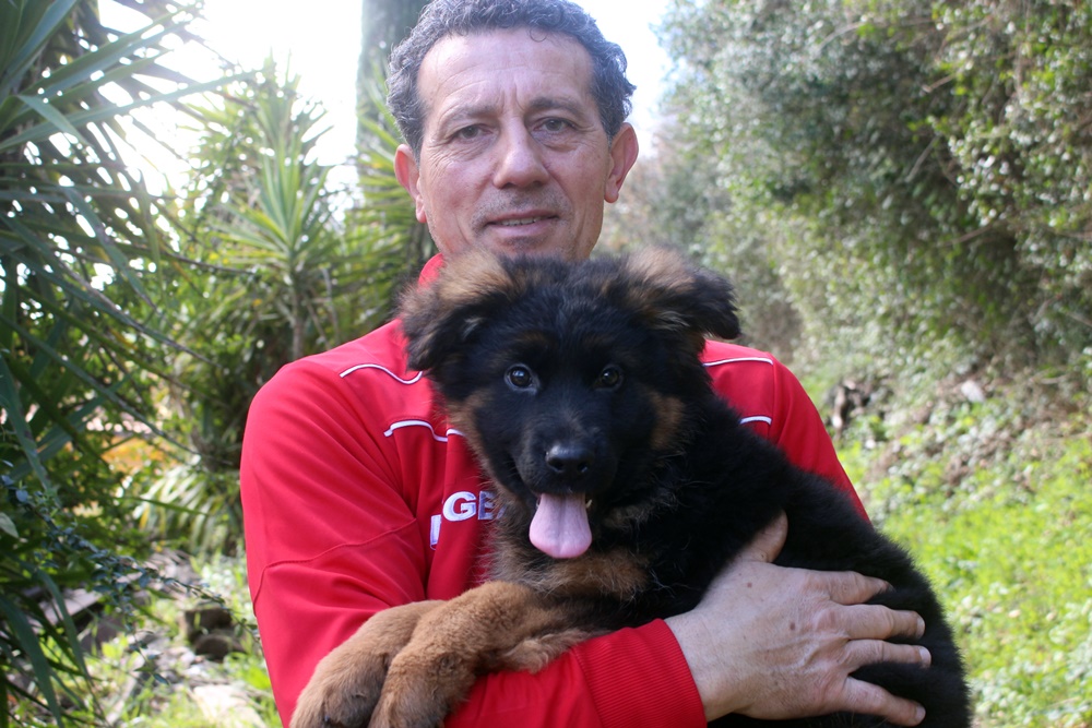 Come addestrare un pastore tedesco