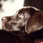 Labrador cuccioli, come migliorare il rapporto cane e uomo