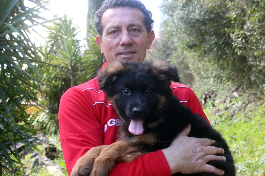 Come addestrare un pastore tedesco