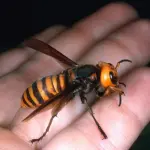 Con l’estate aumenta il rischio di essere punti da vespe, api e calabroni