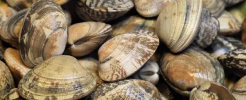 Cozze, Vongole e altri molluschi si contagiano a vicenda con una forma di Cancro