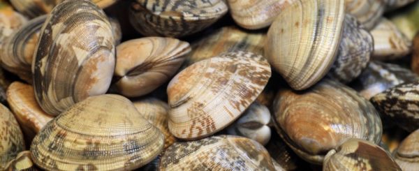 Cozze, Vongole e altri molluschi si contagiano a vicenda con una forma di Cancro