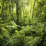 La Terra sta diventando più verde