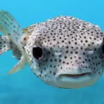 Il pesce palla maculato è tossico anche se cotto, fatte attenzione
