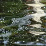 Timori in Veneto per contaminazione delle falde acquifere. Migliaia di cittadini temono per la loro salute