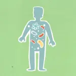 Microbiota intestinale: cos'è e perché conta