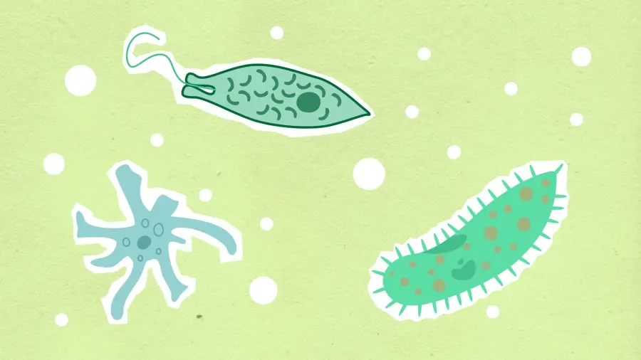 Differenza tra virus e batteri spiegata