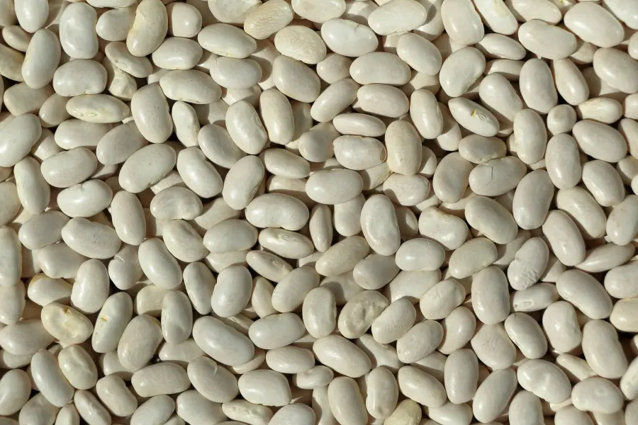 Magnesio negli alimenti: fonti e biodisponibilità