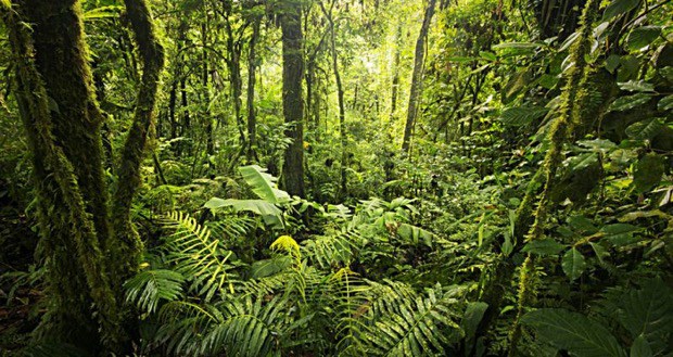 La Terra sta diventando più verde